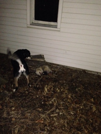 Choppy enjoys barking at the possums, but has no desire to do anything that involves touching them.