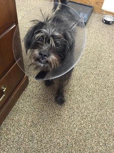 Rosie the Office Dog had eye surgery, and now she suffers the Cone of Shame.