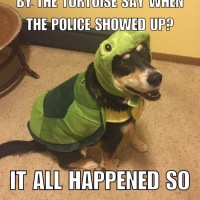 Corny Dog Jokes: Turtle Edition Part 2