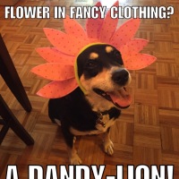 Corny Dog Jokes: Flower Edition