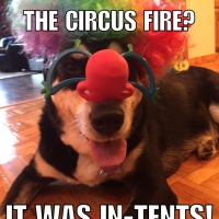 Corny Dog Jokes: Clown Edition